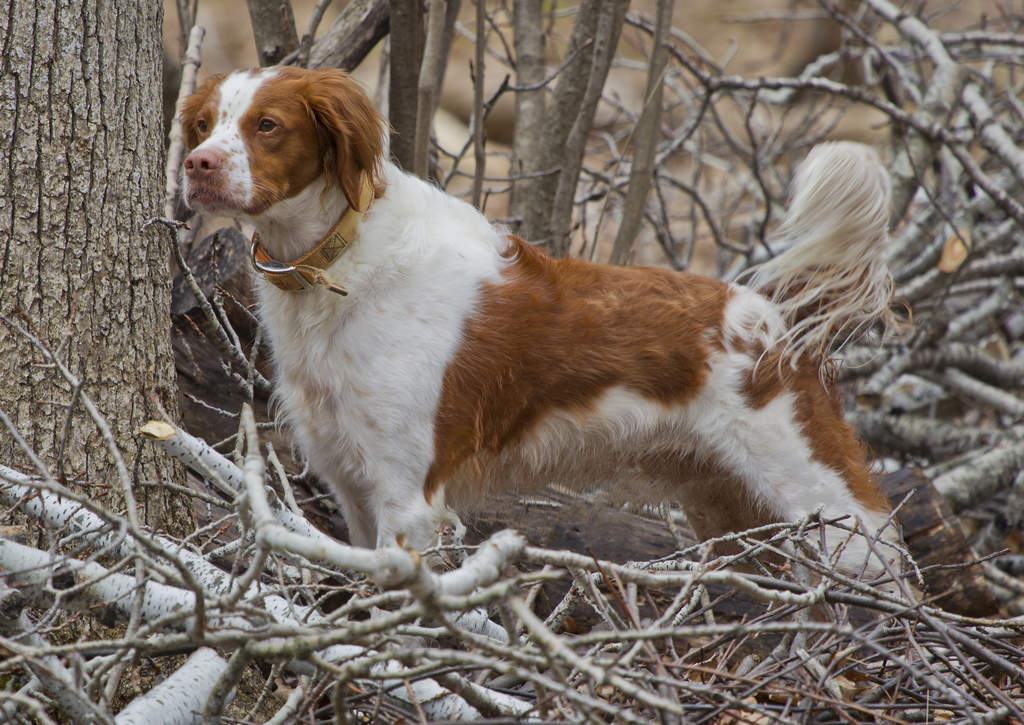 Brittany | Dogs | Breed Information | Omlet