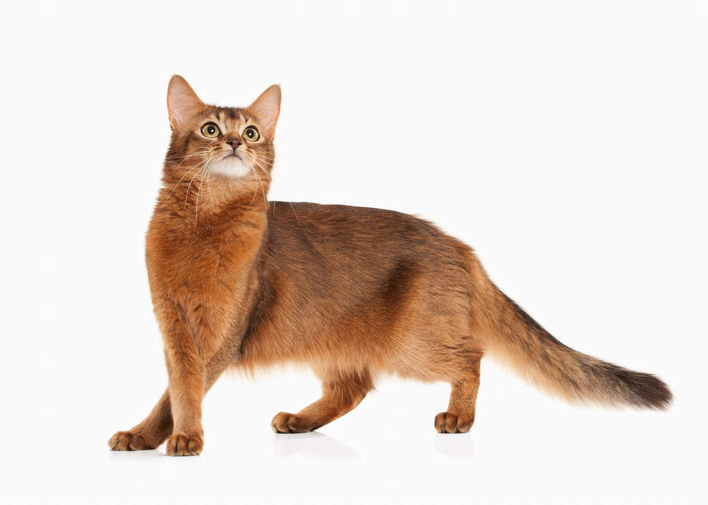 Somali Cats Breed Information Omlet Somali Cats Breed Information Omlet