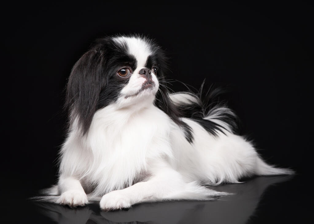 Japanese Chin Dogs Breed Information Omlet