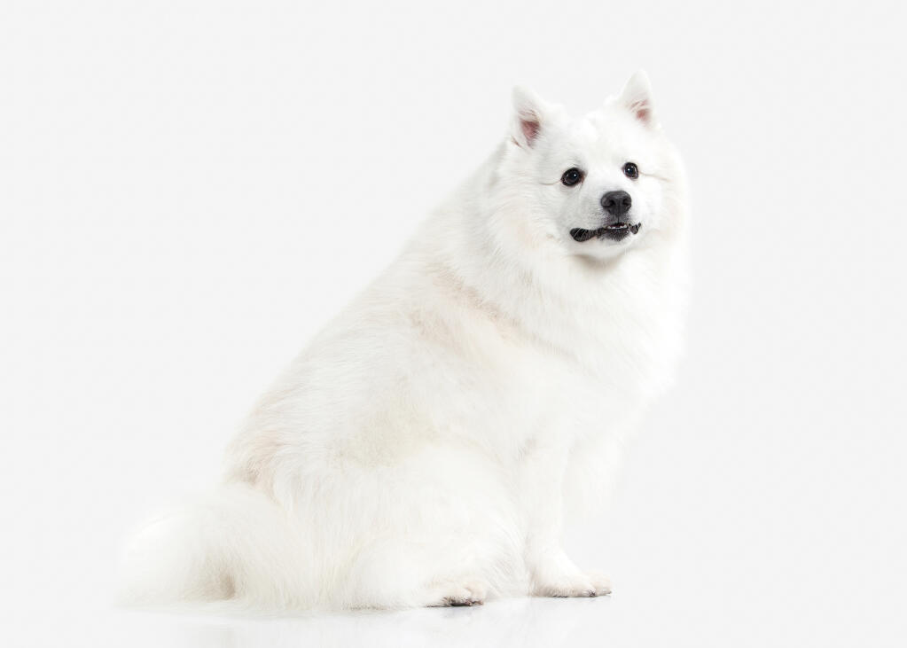 Japanese Spitz Dogs Breed Information Omlet