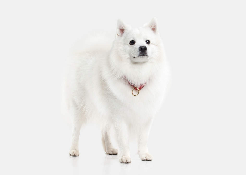 Japanese Spitz Dogs