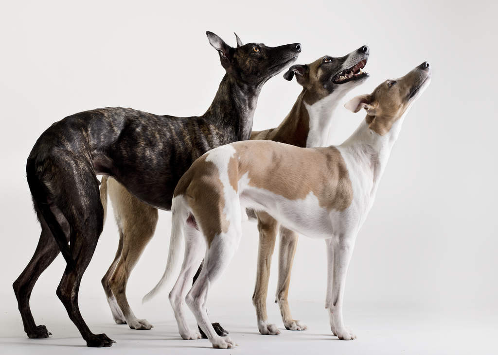 Small whippet type dog discount