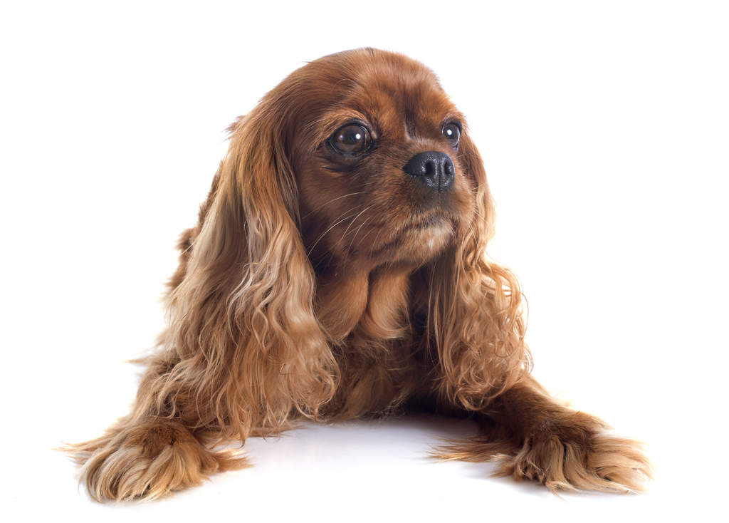 Cavalier King Charles Spaniel Dogs Breed Information