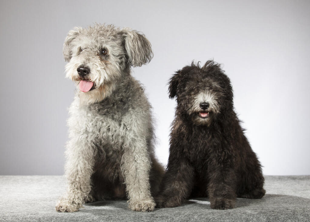 Miniature pumi sale dog