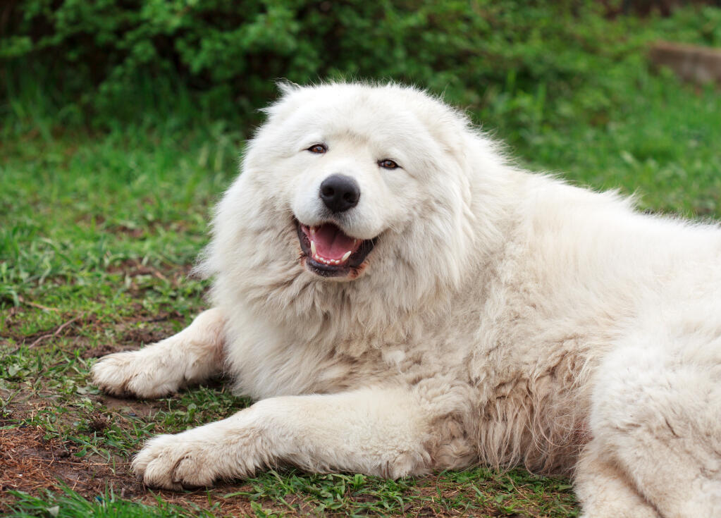 black maremma sheepdog