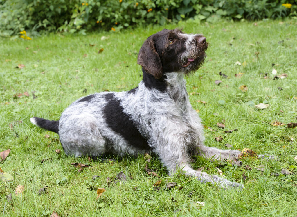 German Wirehaired Pointer Dogs Breed Information Omlet