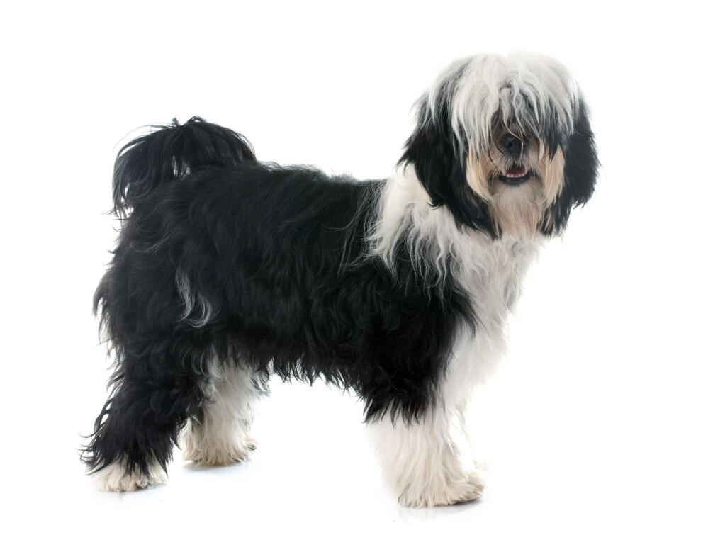 Tibetan Terrier Dogs Breed Information Omlet