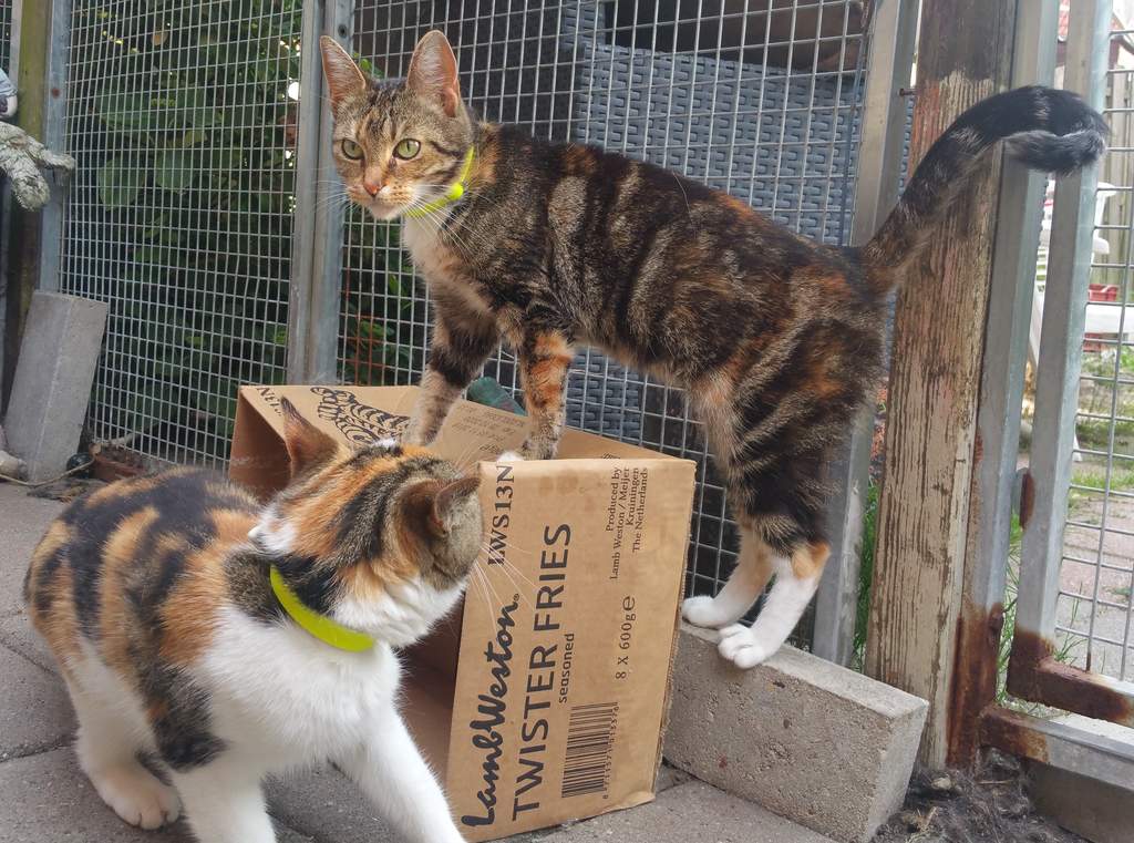 effective cat bird bell effective cat bird bell