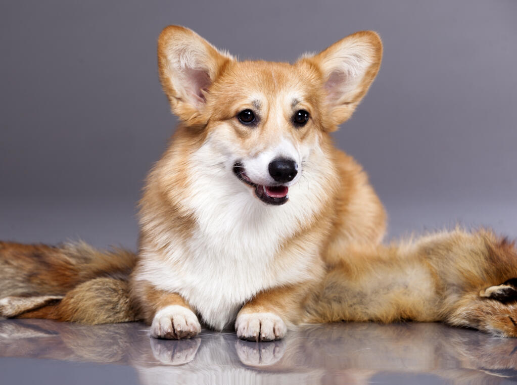 Cardigan Welsh Corgi Dogs Breed Information Omlet
