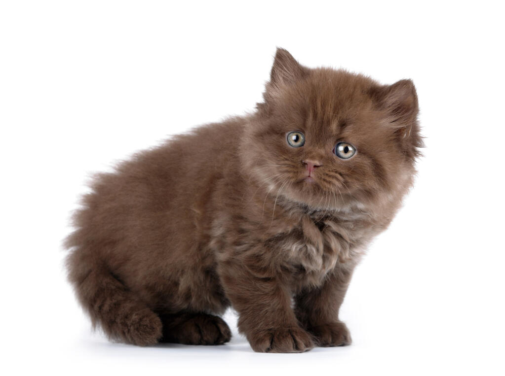 British Longhair Cats Cat Breeds