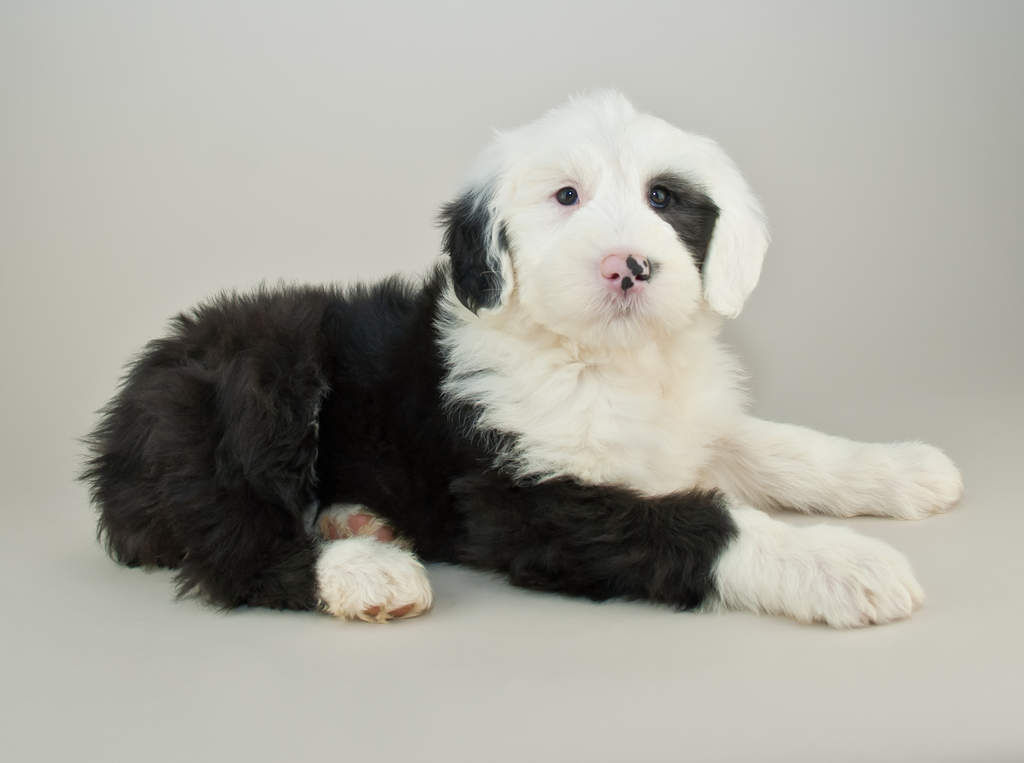 Old English Sheepdog Dogs Breed Information Omlet