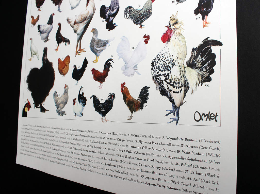 Chicken Breed Chart Poster