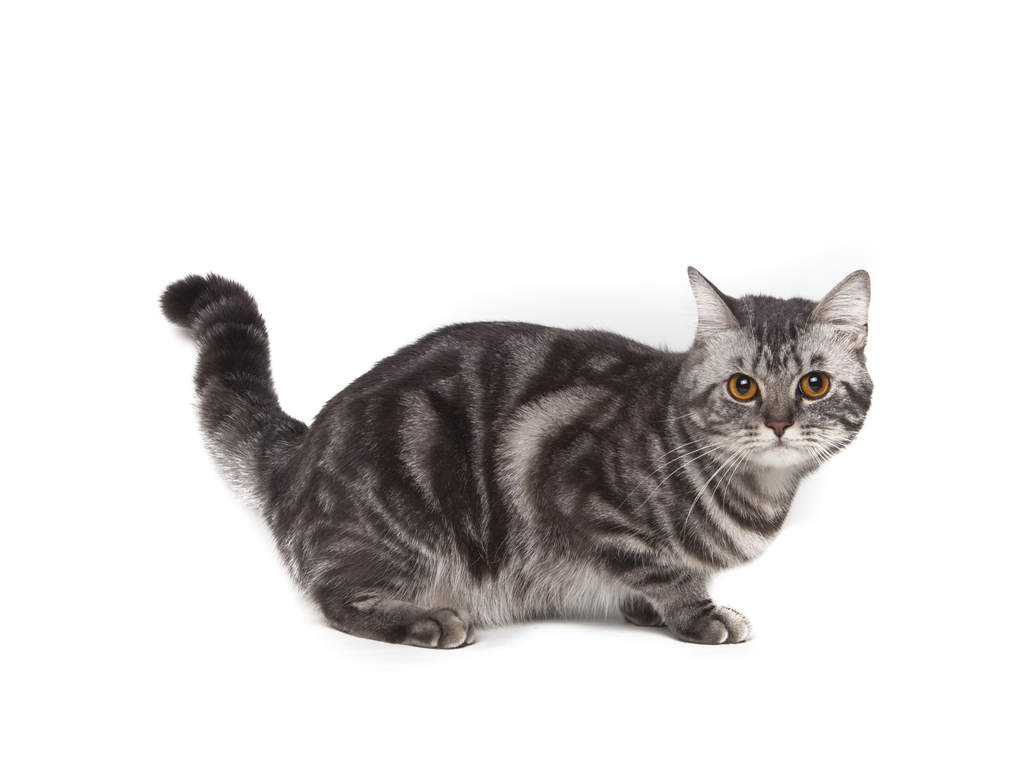 American shorthair hot sale cat grey