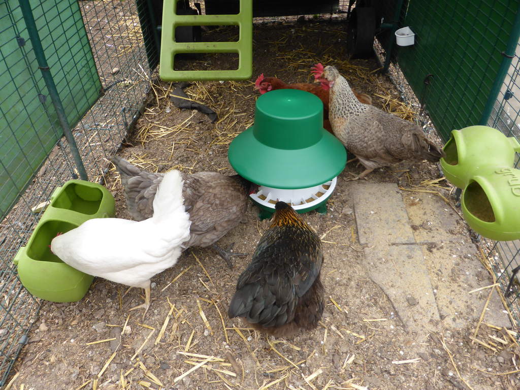 6kg Blenheim Poultry Feeder With Rain Hat With Legs Feeders