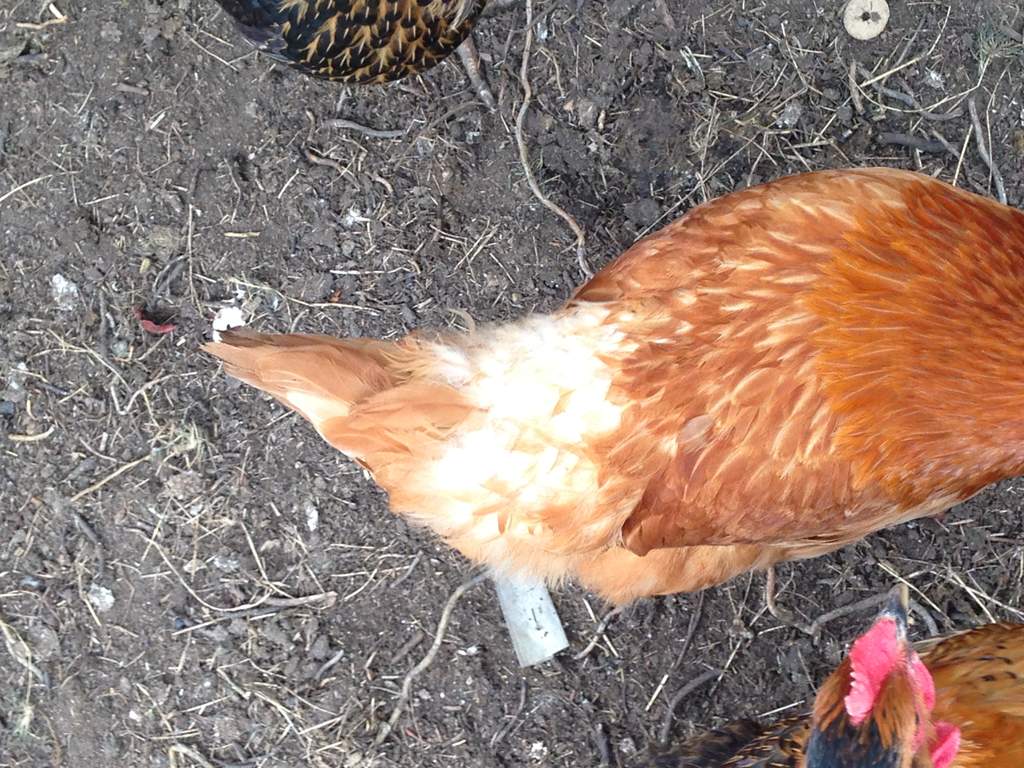 Biolink Stop Peck Spray AntiPek and Healing Chicken Keeping