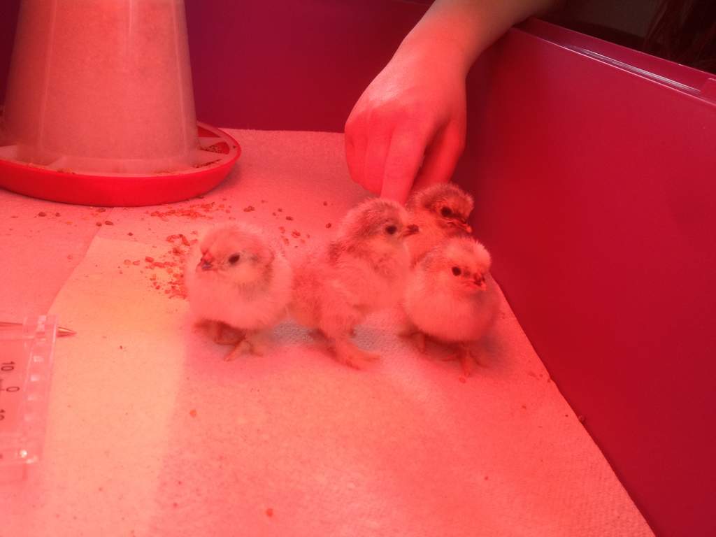 Brinsea Mini Ii Advance 7 Hens Eggs