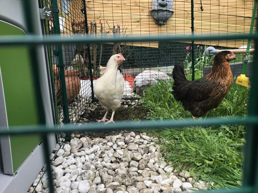Automatic Chicken Coop Door What To Know Before Buying