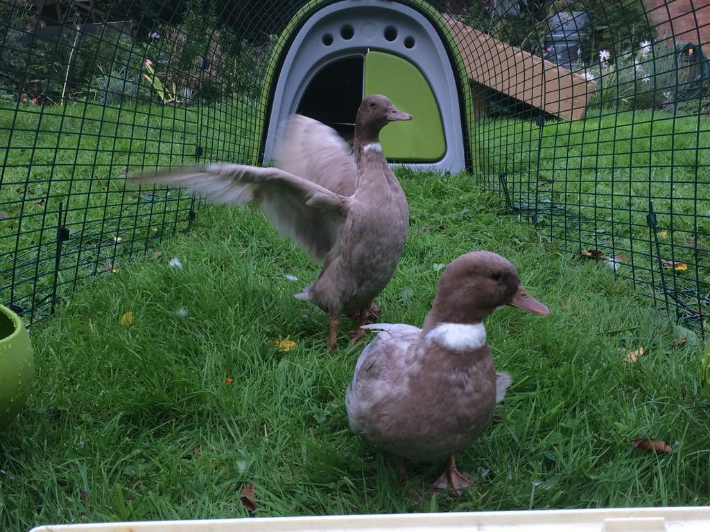 Eglu Duck House with 2m Run Green Ducks Chicken Coops and Pet