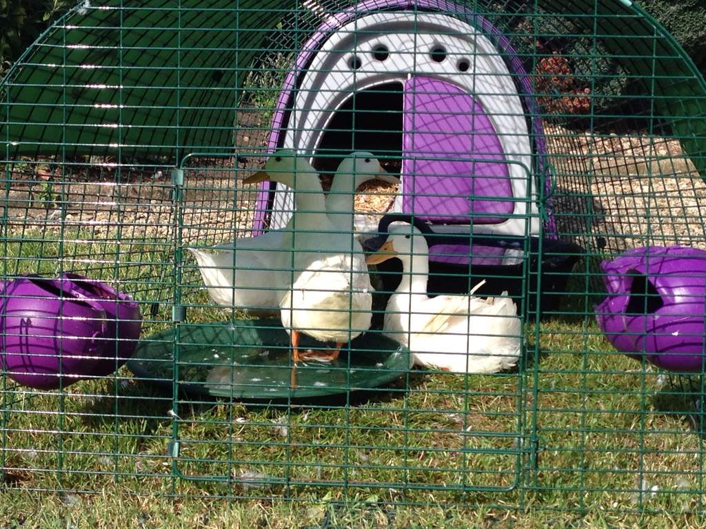 Eglu Classic Duck House with 2m Run Purple Ducks Chicken Coops