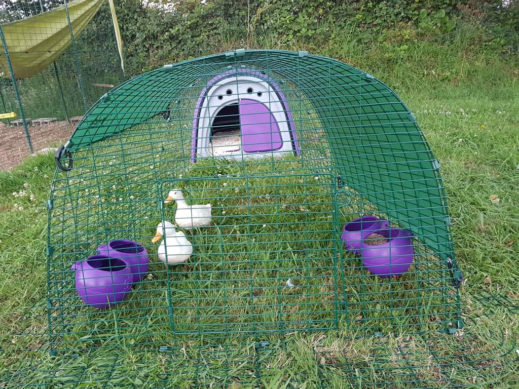Eglu Classic Duck House with 2m Run Purple Ducks Chicken Coops