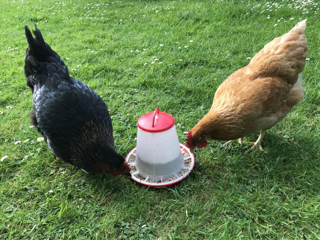 Eton 1kg Plastic Poultry Feeder Feeders Drinkers For Chickens