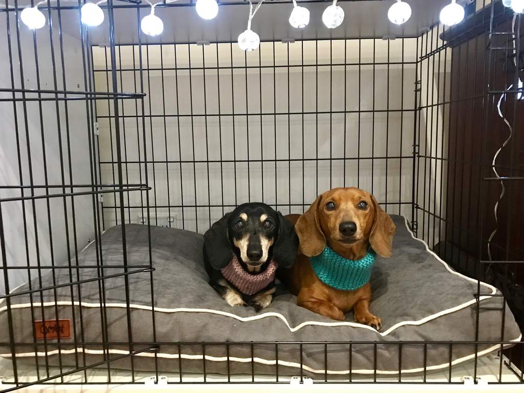 discount dog crate pads