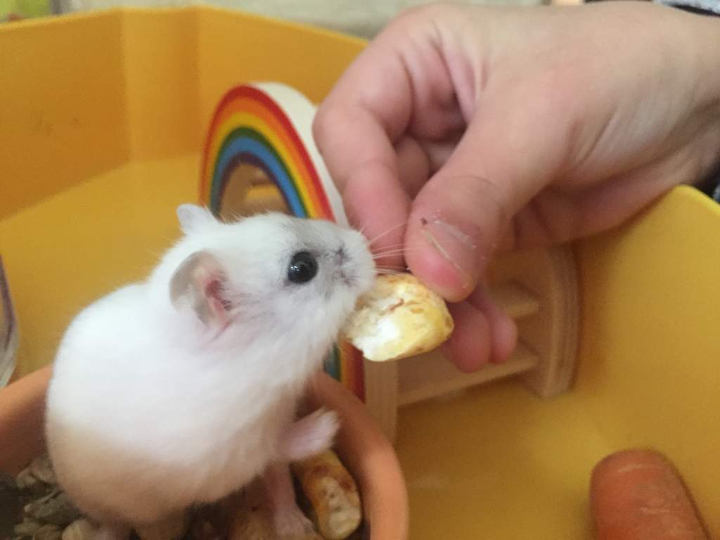 rainbow hamster