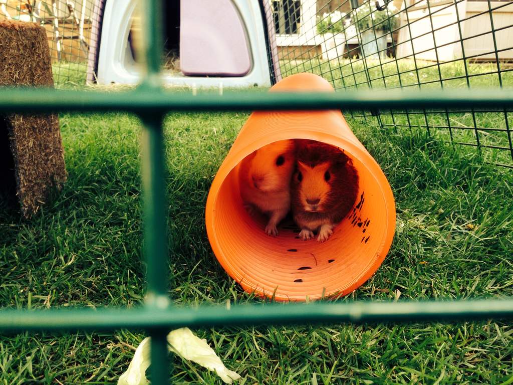 Snugglesafe Way-to-Go Adventure Tunnel | Guinea Pig Toys | Guinea Pig