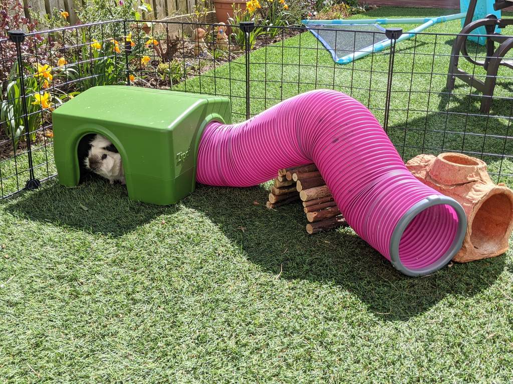 Zippi Guinea Pig Shelter with Play Tunnel Twin Pack Green and Purple