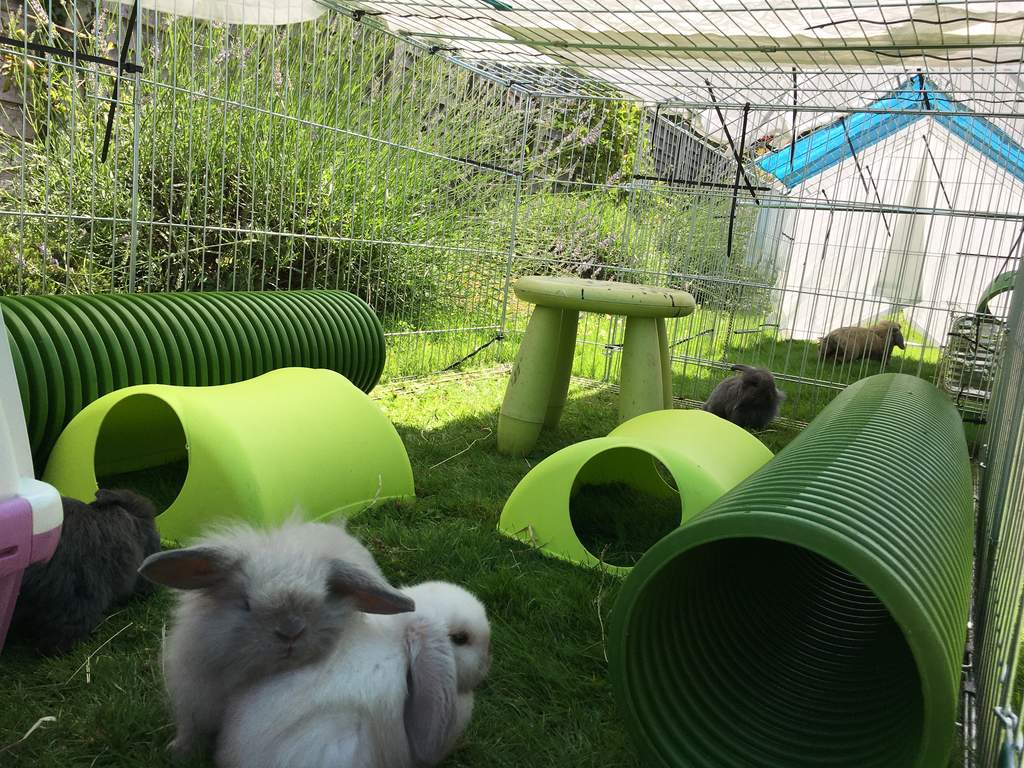 Zippi Tunnel Twin Pack Zippi Rabbit Tunnel Accessories Rabbit