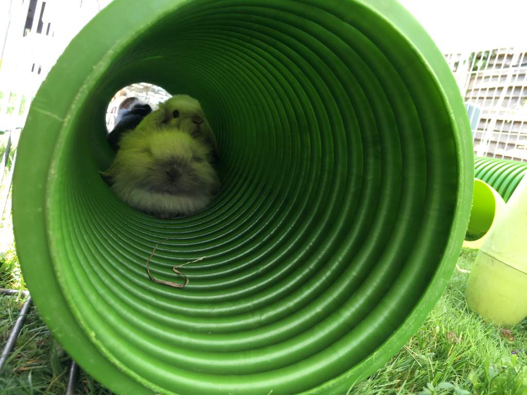 Zippi Tunnel Single with Connector Zippi Guinea Pig Tunnel Accessories