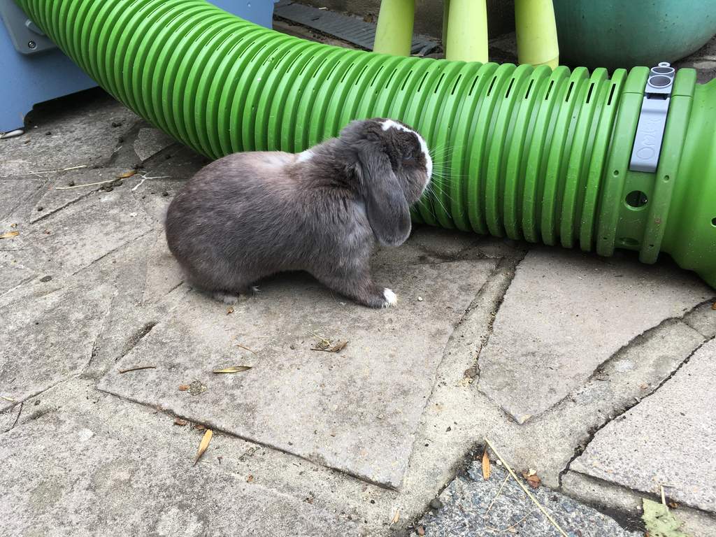 Zippi Tunnel Single with Connector Zippi Guinea Pig Tunnel Accessories