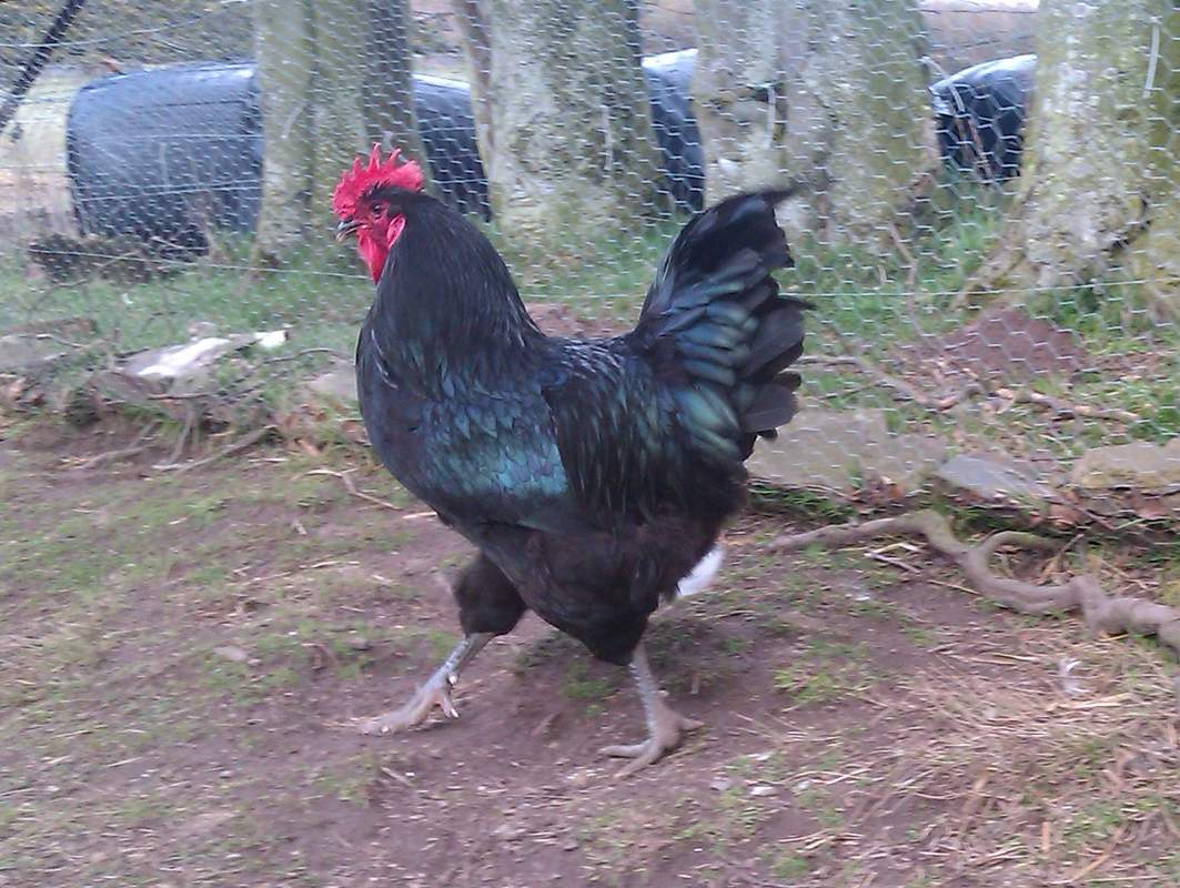 jersey giant cockerel