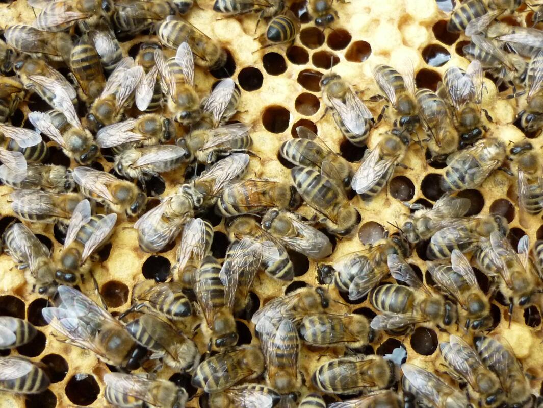 Honeybee For Sale Bees Breed Information Omlet