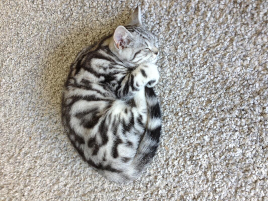 British Shorthair Grey Tabby Off 59 Www Usushimd Com British Shorthair Grey Tabby Off 59 Www Usushimd Com