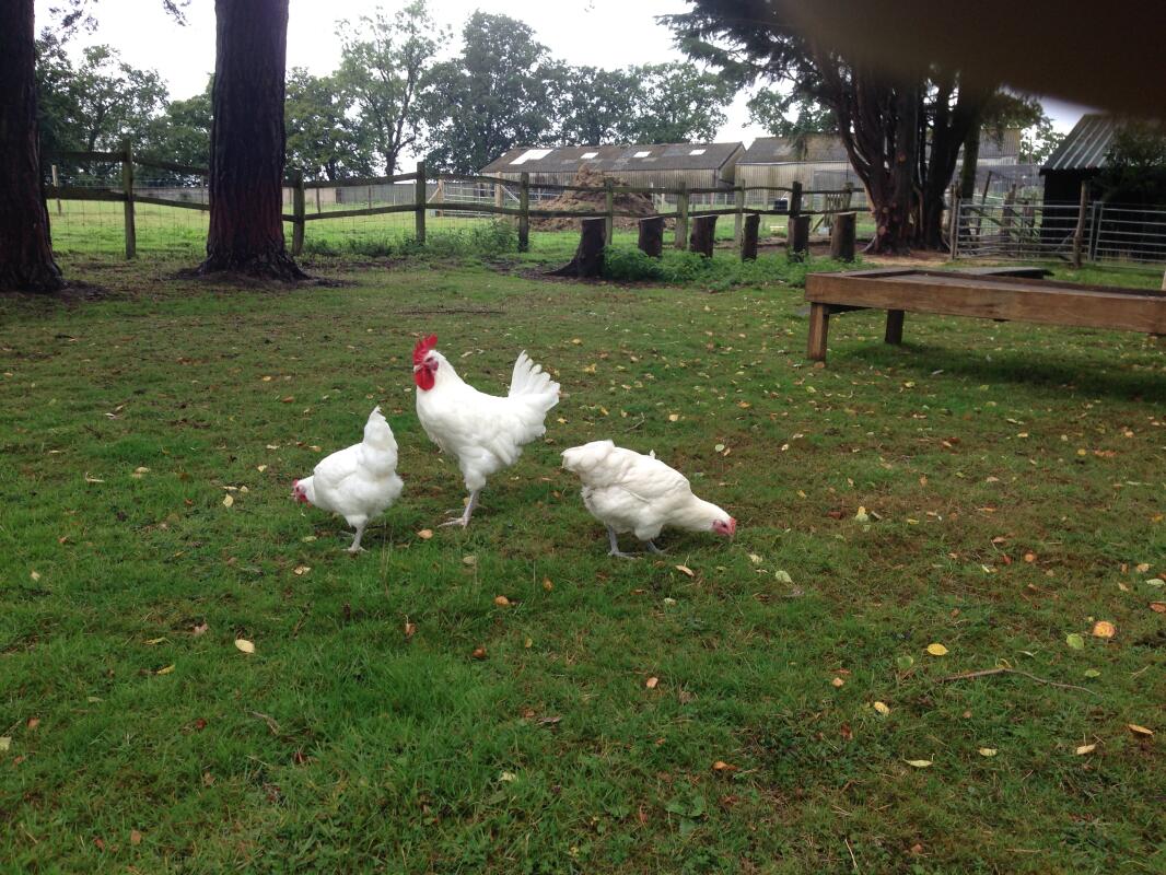 Choosing Your Chickens | Chickens | Guide | Omlet UK