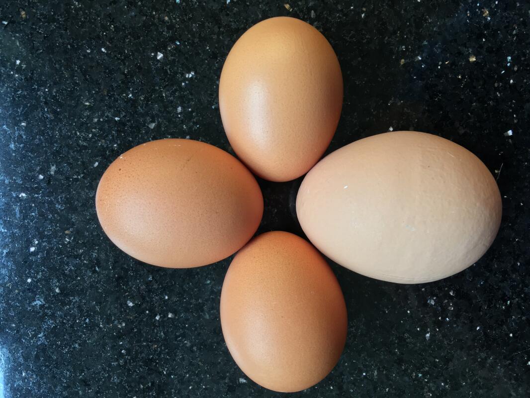 Compare Your Eggs to Commercial Eggs Eggs Chickens Guide Omlet UK