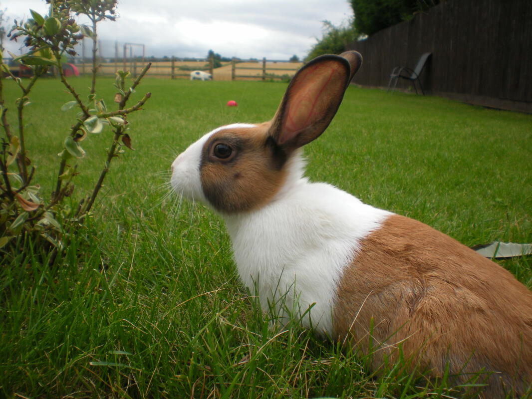 Dutch For Sale Rabbits Breed Information Omlet
