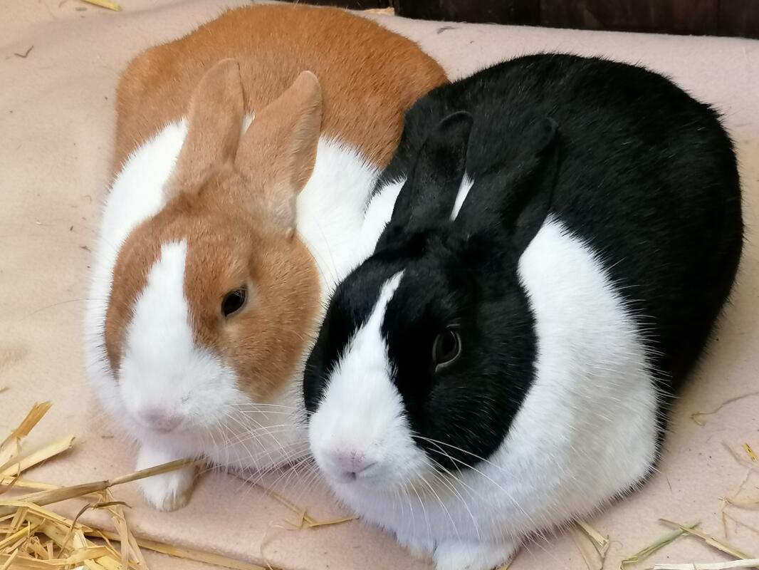 Dutch For Sale Rabbits Breed Information Omlet