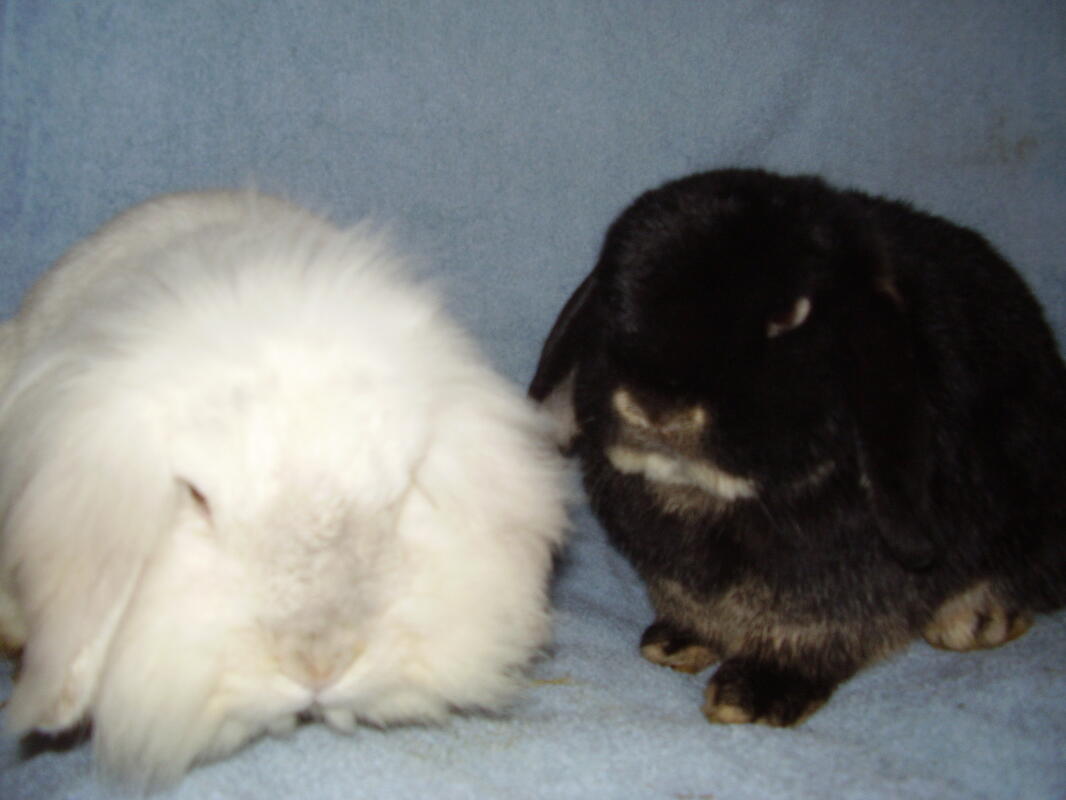Dwarf Lop For Sale Rabbits Breed Information Omlet