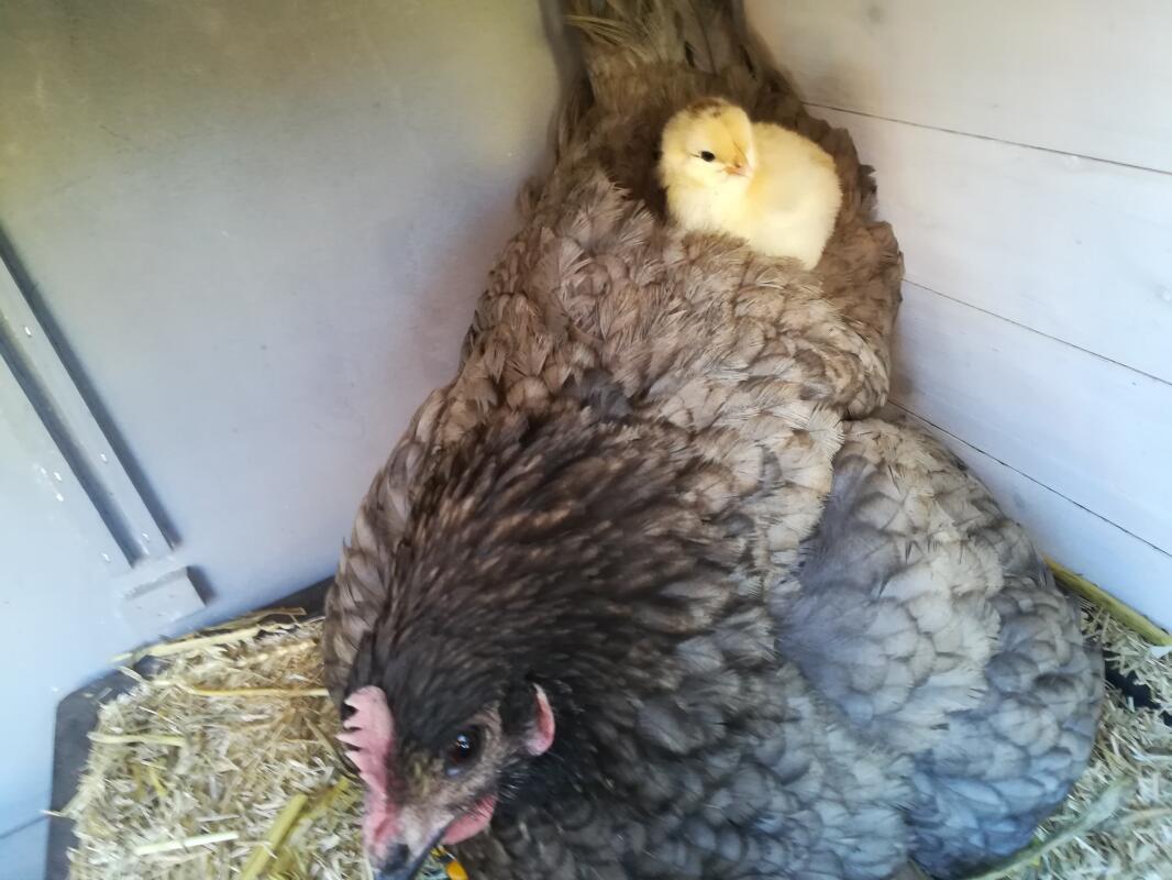 ExBattery Hen For Sale Chickens Breed Information Omlet