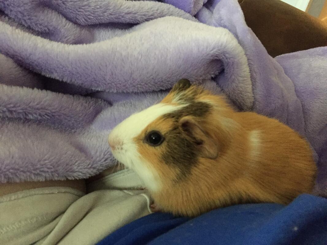 Easy checks for a healthy guinea pig Guinea Pig Health Guinea Pigs