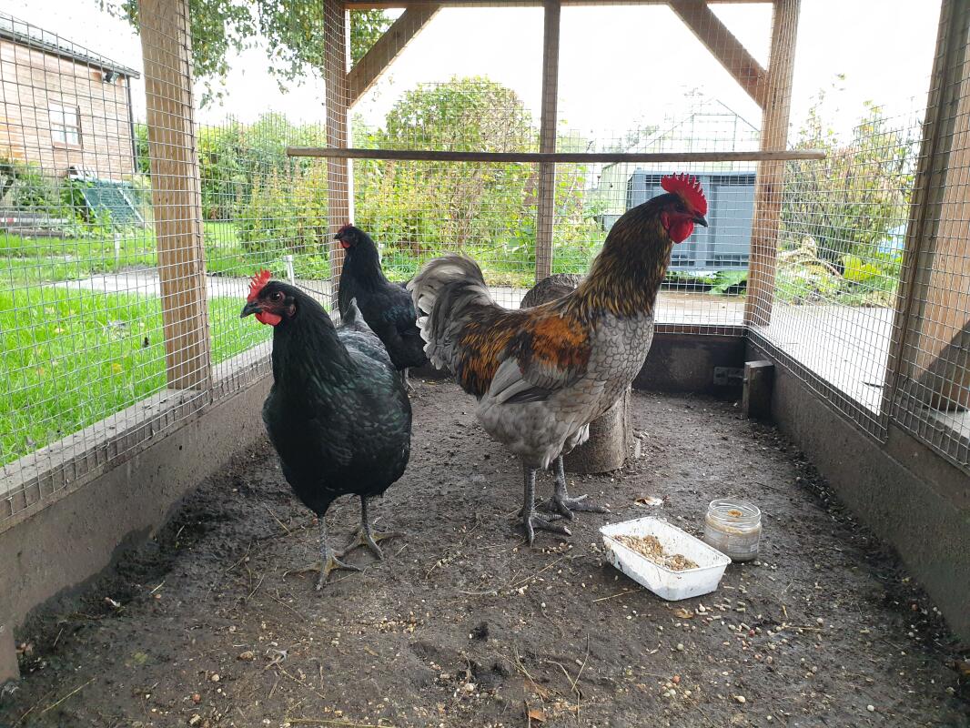 biggest jersey giant chicken