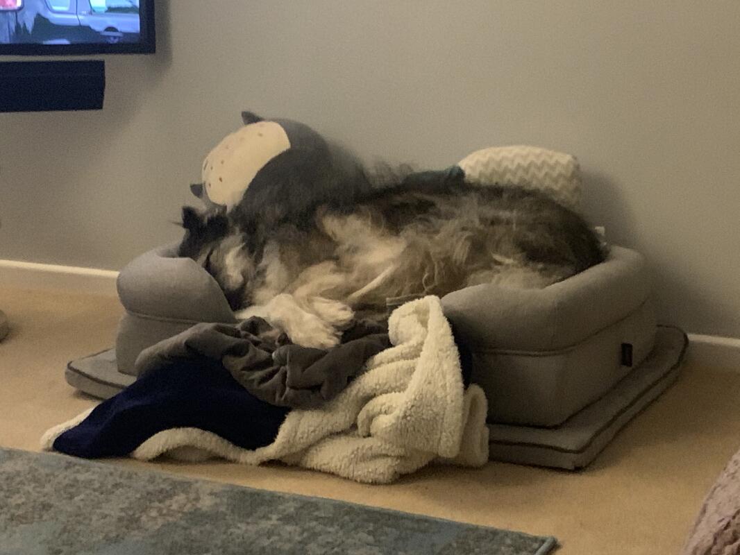 memory dog omlet bolster foam beds bed