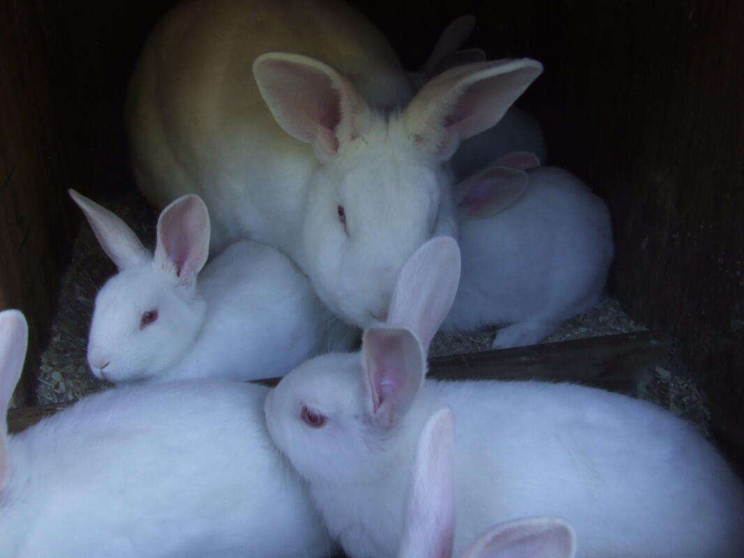 New Zealand For Sale Rabbits Breed Information Omlet