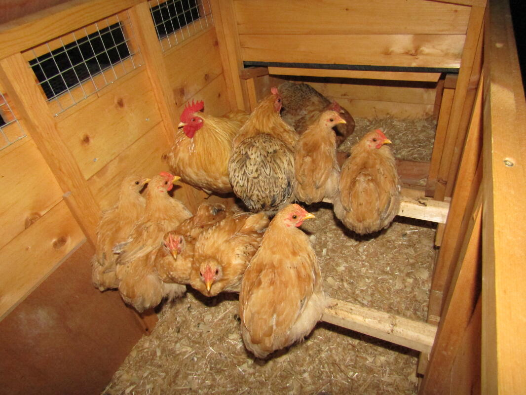 Pekin Bantam For Sale Chickens Breed Information Omlet Pekin Bantam For Sale Chickens Breed Information Omlet