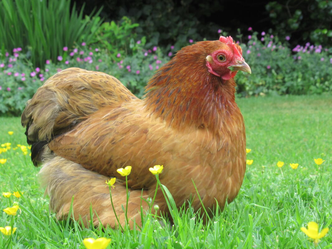 Pekin Bantam For Sale Chickens Breed Information Omlet