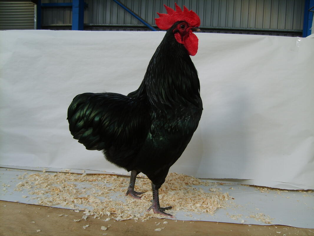 Australorps For Sale Chickens Breed Information Omlet
