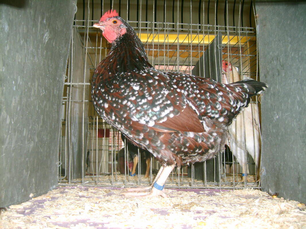 Sussex Bantam For Sale Chickens Breed Information Omlet