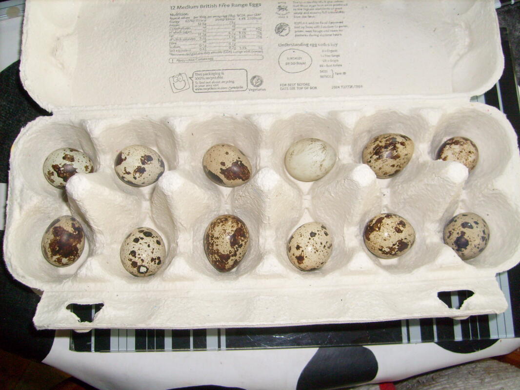 How many quail eggs do you need to make an Omlet? Quail Eggs Quails Guide Omlet UK